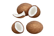 Coconut realistic. Tropical closeup