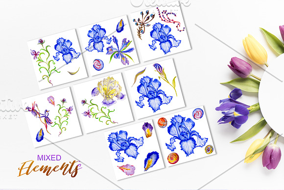 Iris blue Watercolor png in Illustrations - product preview 5