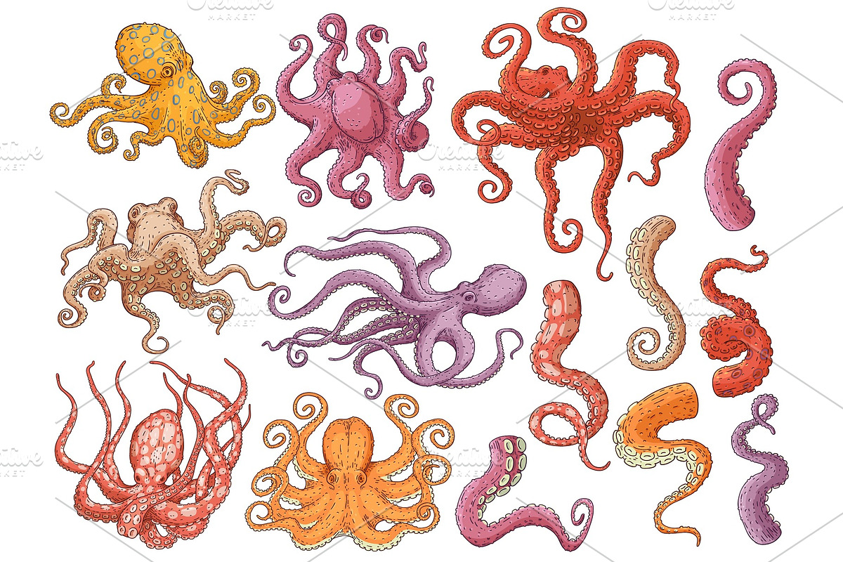 Vector yellow octopus sketch marine in Illustrations - product preview 8