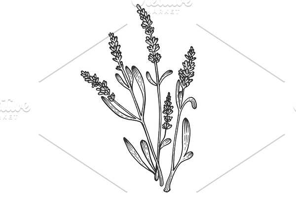 Lavandula flower sketch engraving