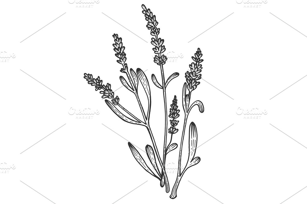 Lavandula flower sketch engraving in Illustrations - product preview 8