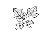 Black currant with leaves sketch