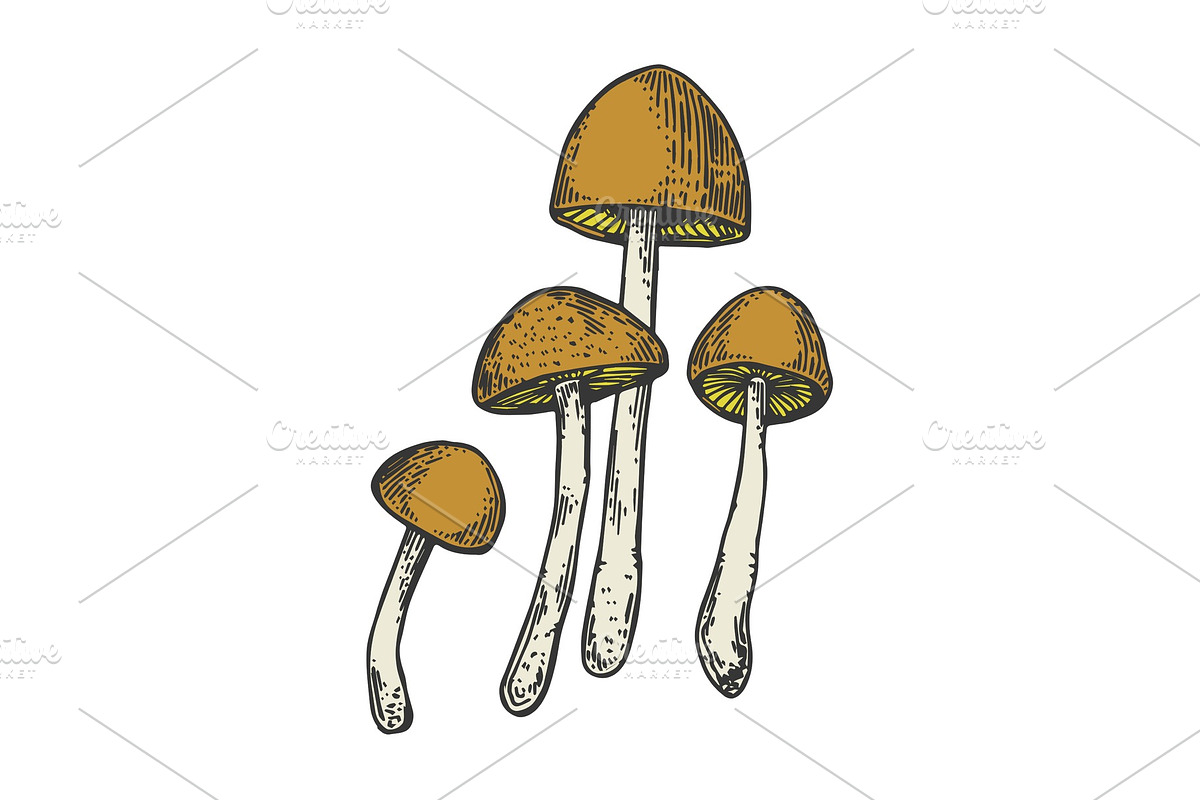 Narcotic mushroom color sketch in Illustrations - product preview 8