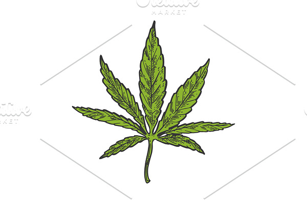 Narcotic cannabis leaf color