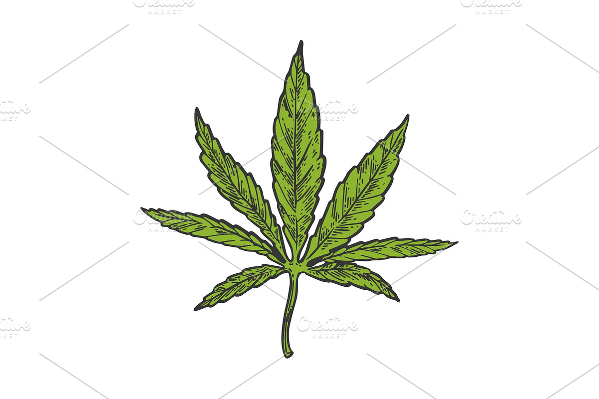 Narcotic cannabis leaf color in Illustrations - product preview 8