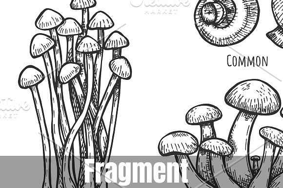 Collection of edible mushrooms in Objects - product preview 1
