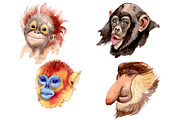 Primates Watercolor png