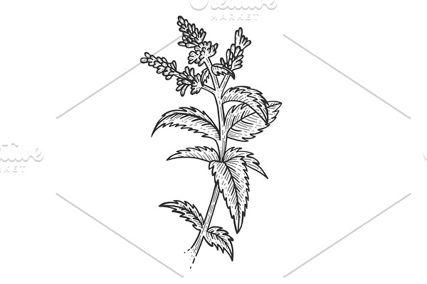 Mint plant sketch engraving vector