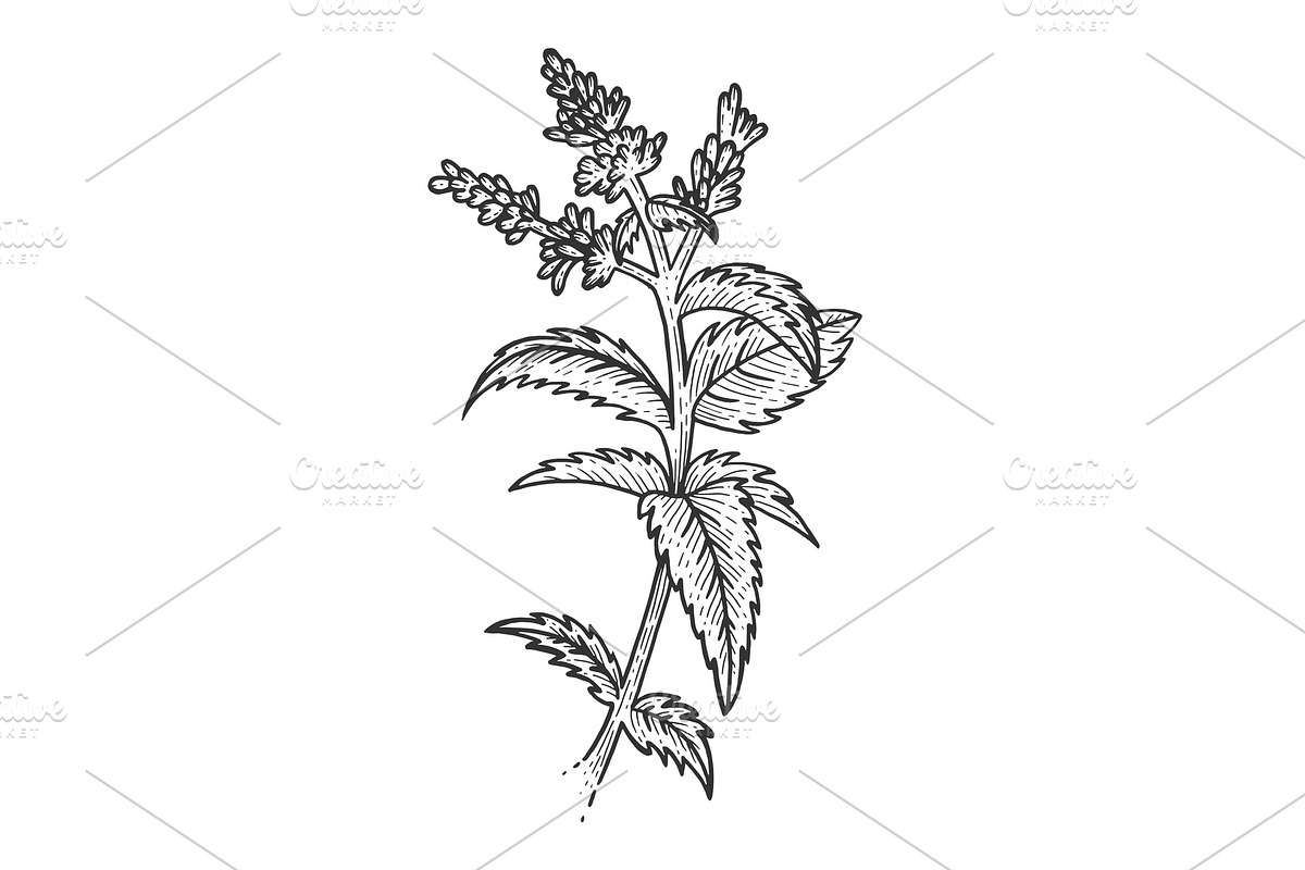Mint plant sketch engraving vector in Illustrations - product preview 8