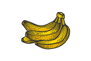 Banana fruits color sketch engraving