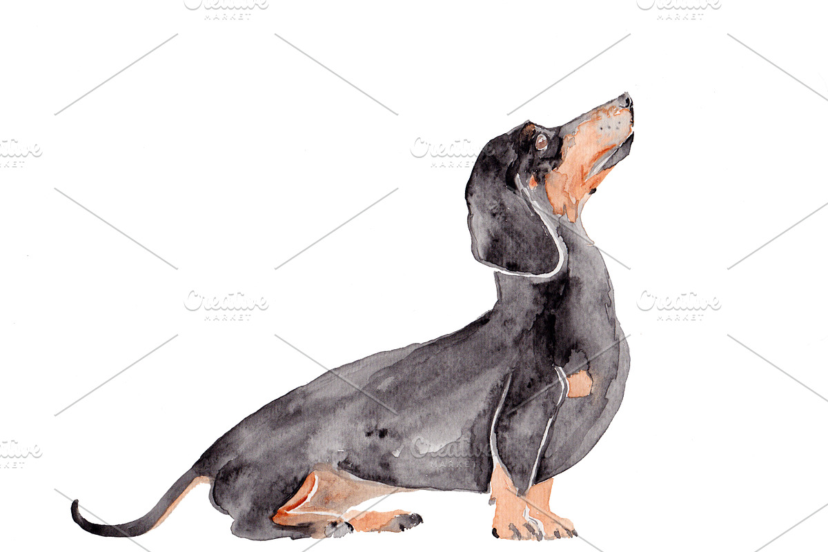 Wiener Dog Illustration in Illustrations - product preview 8
