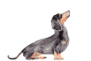 Wiener Dog Illustration