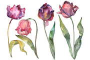 Tulips Watercolor png
