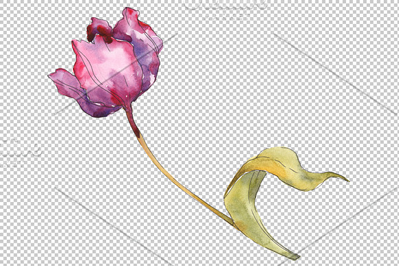 Tulips Watercolor png in Illustrations - product preview 1