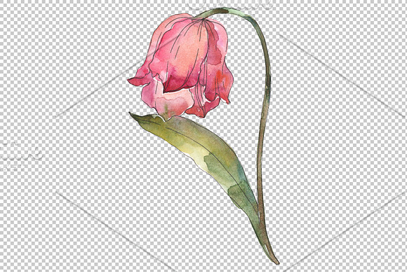 Tulips Watercolor png in Illustrations - product preview 2