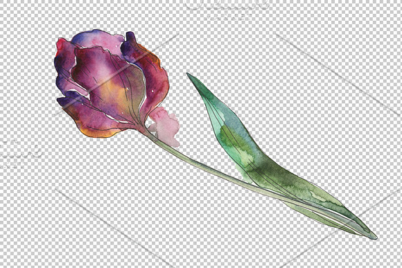 Tulips Watercolor png in Illustrations - product preview 3