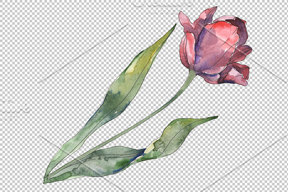 Tulips Watercolor png in Illustrations - product preview 4