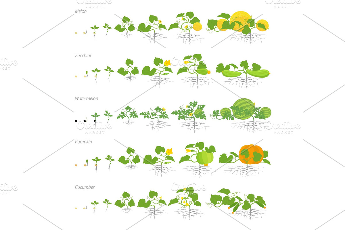 Set of growth stages cucurbitaceae in Illustrations - product preview 8
