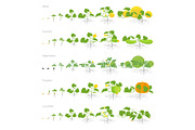 Set of growth stages cucurbitaceae