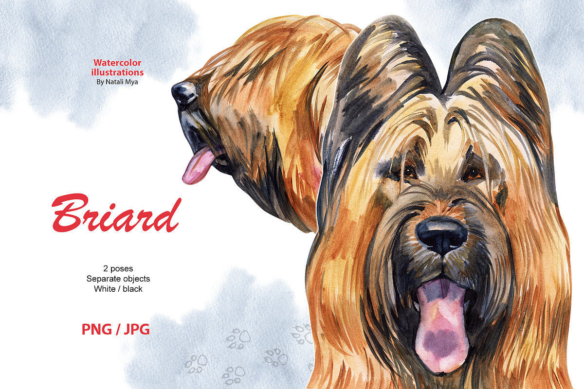 Watercolor dog. Briard in Illustrations - product preview 8