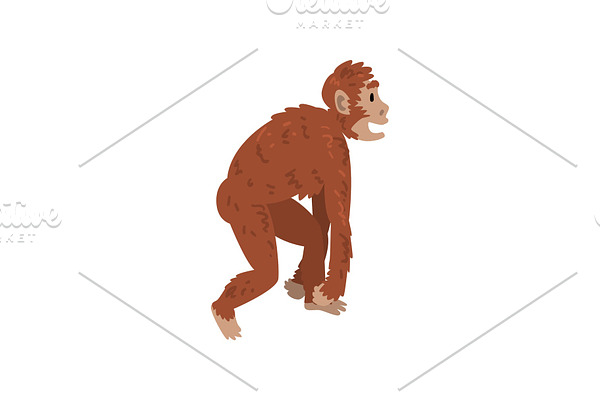 Ape Monkey, Driopitek, Biology