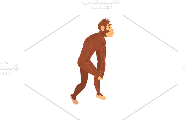 Australopithecus, Biology Human
