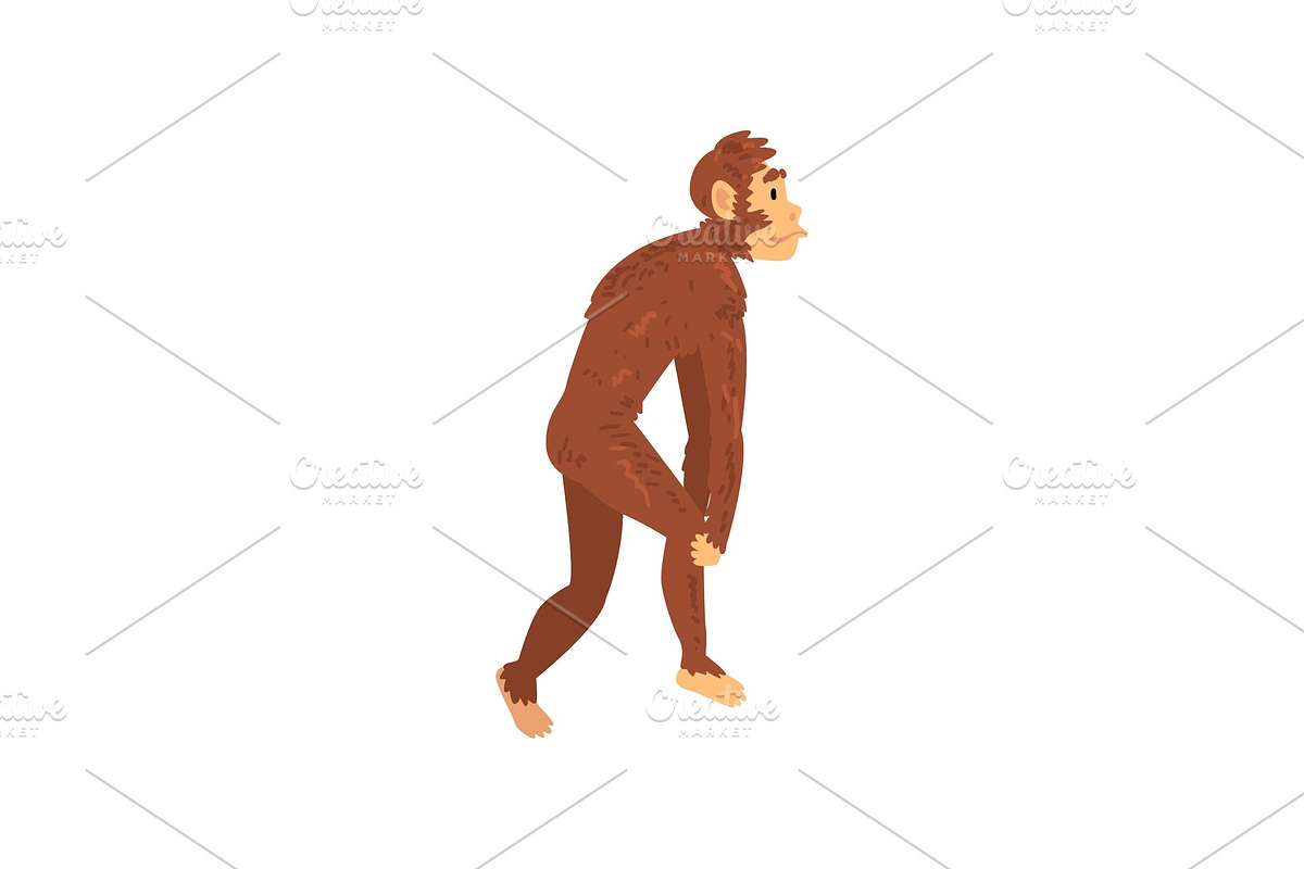 Australopithecus, Biology Human in Illustrations - product preview 8
