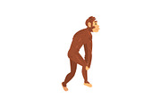 Australopithecus, Biology Human