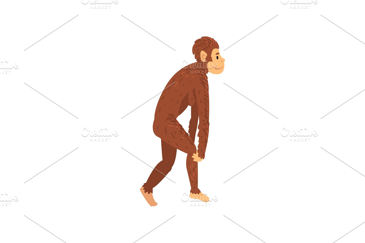 Female Australopithecus, Biology in Illustrations - product preview 8