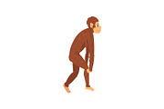 Female Australopithecus, Biology