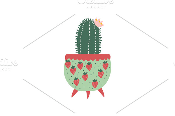 Blooming Cactus House Plant Growing