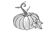 Pumpkin sketch engraving vector