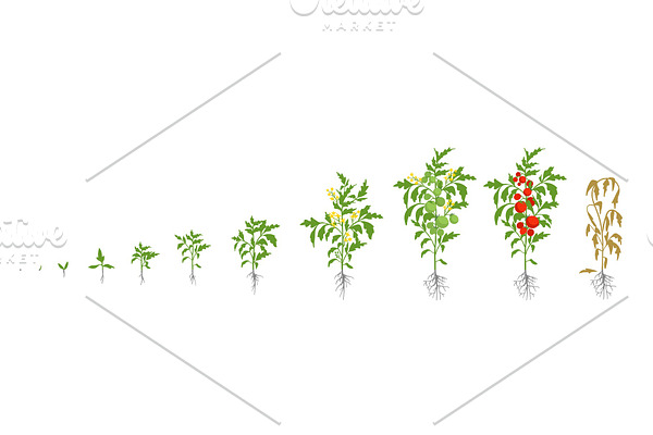Growth stages of tomato plant