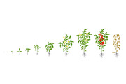 Growth stages of tomato plant