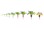 Growth stages of red beetroot plant