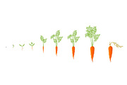 Growth stages of carrot plant