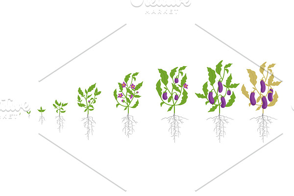 Growth stages of eggplant plant