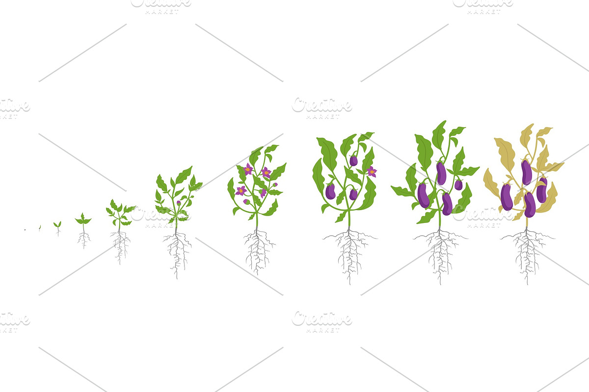 Growth stages of eggplant plant in Illustrations - product preview 8