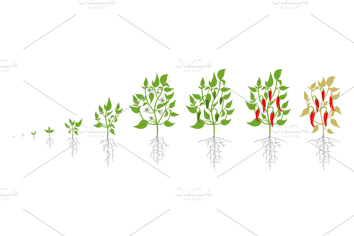 Growth stages of red chili pepper in Illustrations - product preview 8