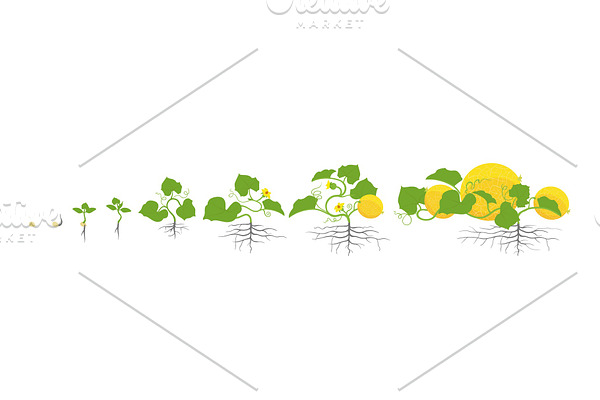 Growth stages of melon plant. Vector