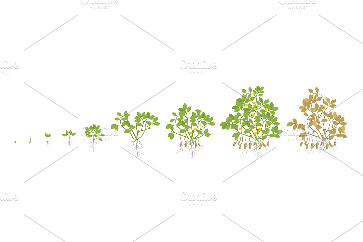 Growth stages of peanut plant in Illustrations - product preview 8