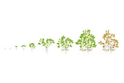 Growth stages of peanut plant