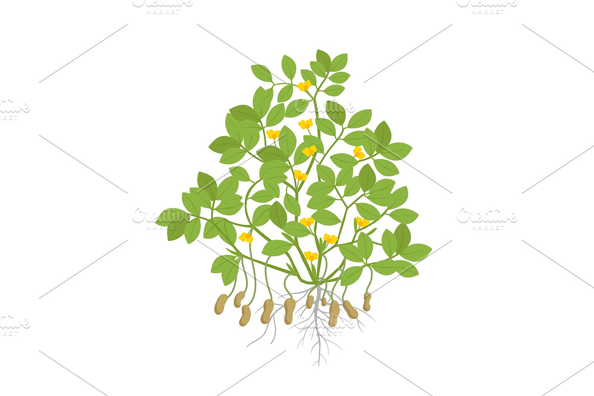 Peanut plant. Plant with roots and in Illustrations - product preview 8