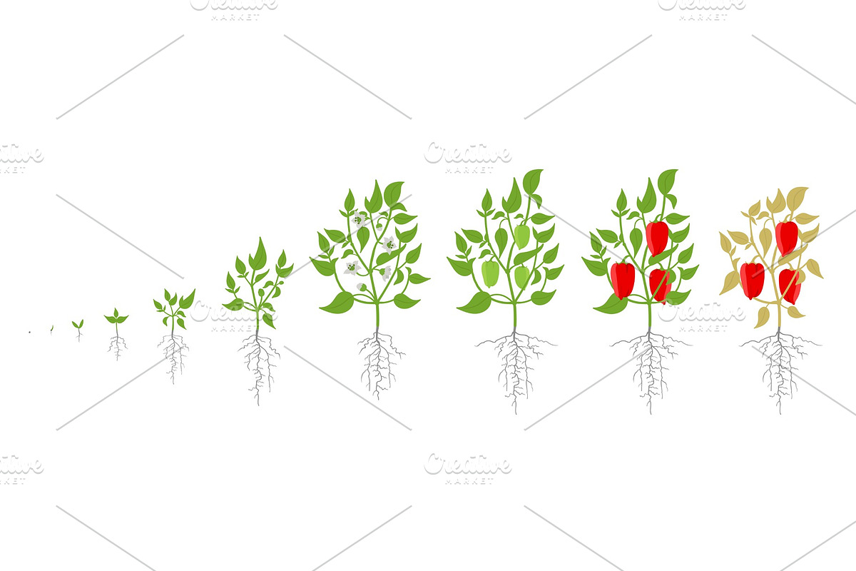 Growth stages of bell pepper plant. in Illustrations - product preview 8
