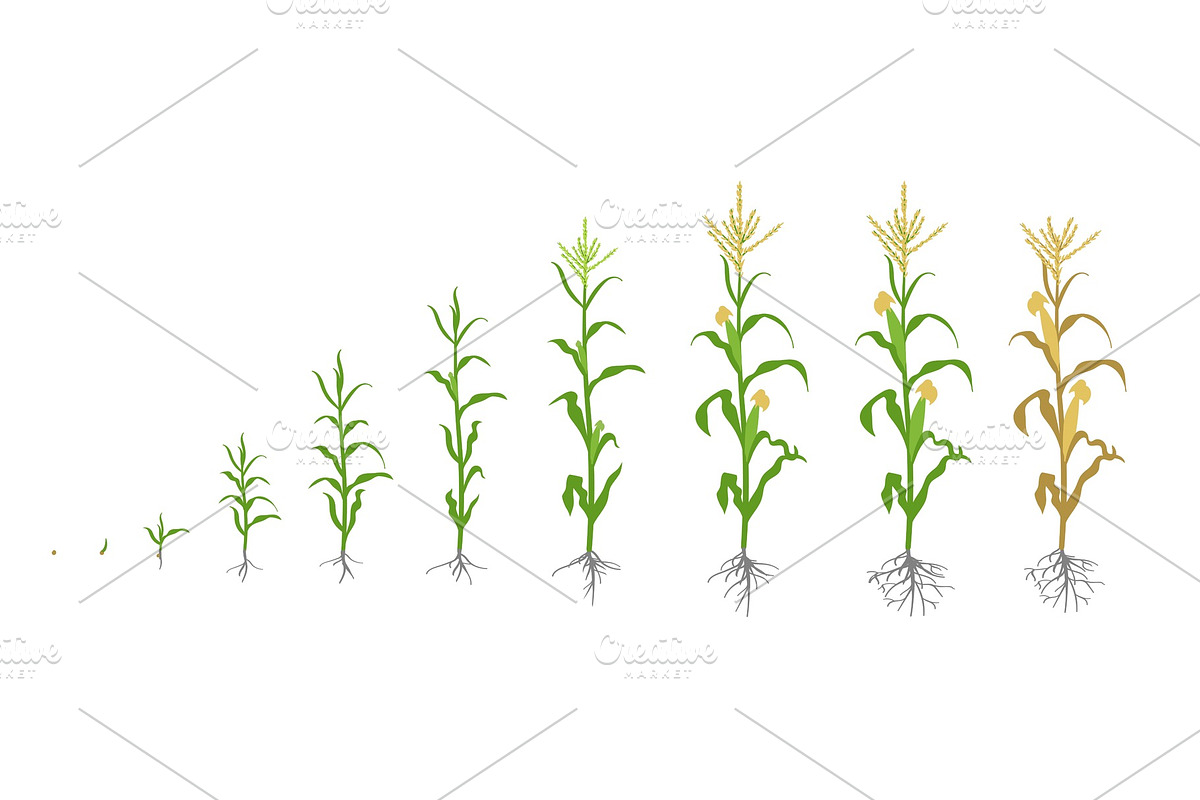 Growth stages of Maize plant. in Illustrations - product preview 8