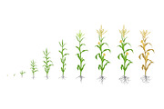 Growth stages of Maize plant.