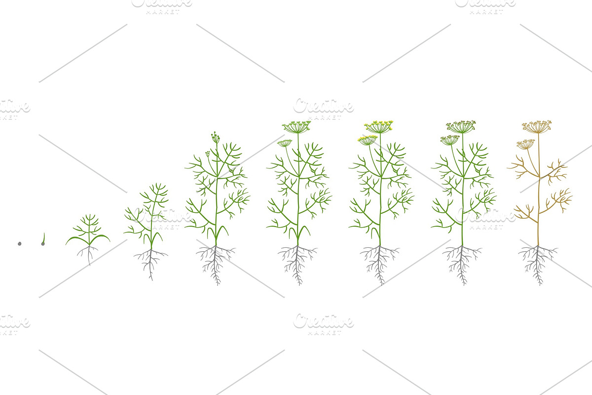 Dill, fennel plant. Growth stages. in Illustrations - product preview 8