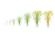 Growth stages of rice plant.