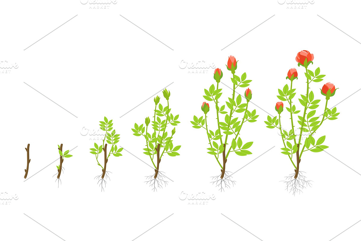 Growth stages of garden roses plant in Illustrations - product preview 8