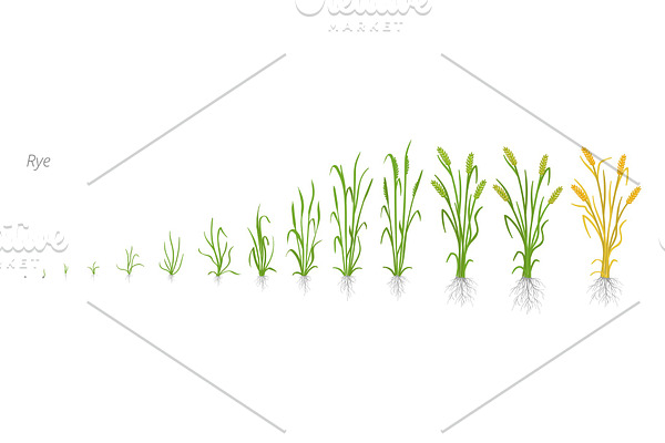 Growth stages of Cereal Rye plant.